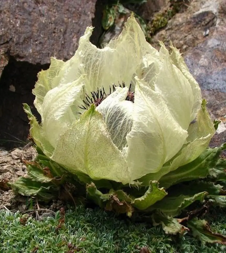 《禁忌凝视》欧美电影超清完整版免费看-禁忌凝视伦理剧情片未删减在线播放-2025年必看人性探讨电影